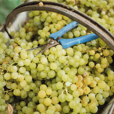 El secreto mejor guardado del Torrontés: por qué el terroir lo es todo